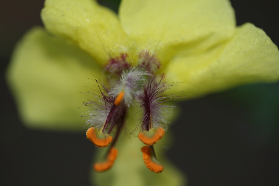 Verbascum blattaria